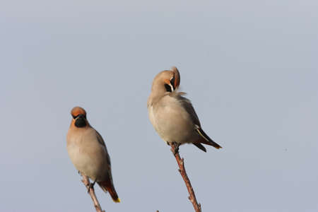 Bohemian waxwing (Bombycilla garrulus) Germany