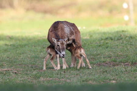 european moufflon ( Ovis orientalis ) on the grassland/wild animal in the nature habitat, Saxony , Germanyの写真素材