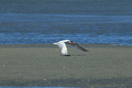 Caspian tern, New Zealand