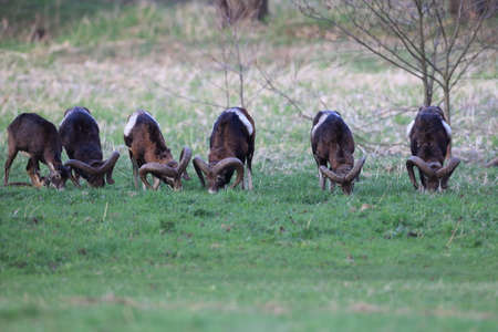 european moufflon ( Ovis orientalis ) on the grassland/wild animal in the nature habitat, Saxony , Germanyの写真素材