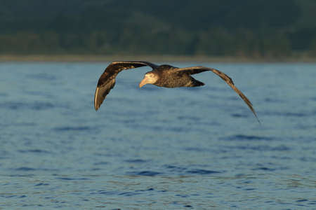 Northern Giant Petrel (Macronectes halli)の写真素材