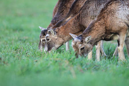 european moufflon ( Ovis orientalis ) on the grassland/wild animal in the nature habitat, Saxony , Germanyの写真素材
