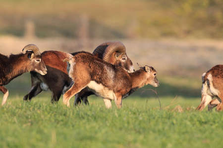 european moufflon ( Ovis orientalis ) on the grassland/wild animal in the nature habitat, Saxony ,...