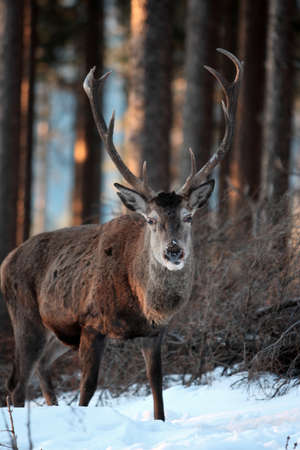 Red deer (Cervus elaphus) standing in winter snow Germanyの写真素材