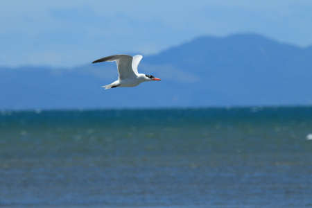 Caspian tern, New Zealand