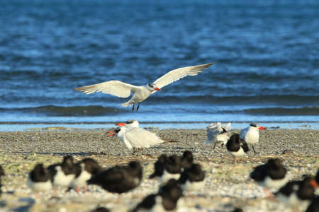Caspian tern, New Zealand