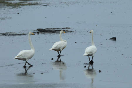 Whooper swans (Cygnus cygnus) Icelandの写真素材