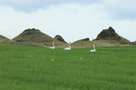Whooper swans (Cygnus cygnus) Icelandの写真素材