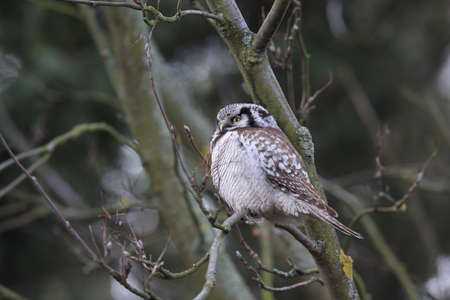 northern hawk-owl or northern hawk owl (Surnia ulula) Germanyの写真素材