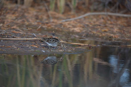 common snipe (Gallinago gallinago) new mexico usa