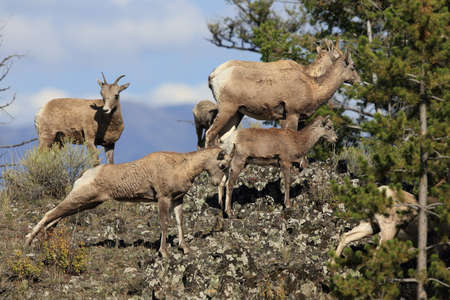 Bighorn Sheep Yellowstone NPの写真素材
