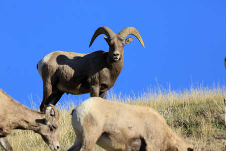 Bighorn Sheep Yellowstone NP