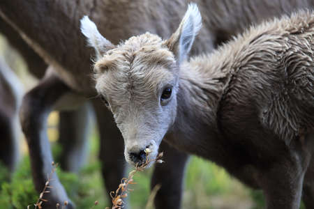 Bighorn Sheep Yellowstone NPの写真素材