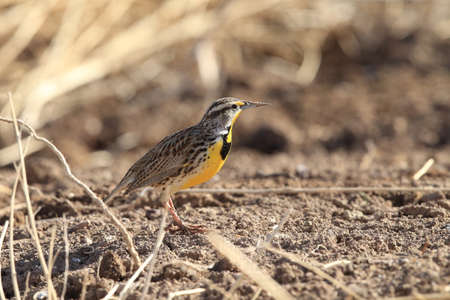 Eastern Meadowlark (Sturnella magna) New Mexicoの写真素材