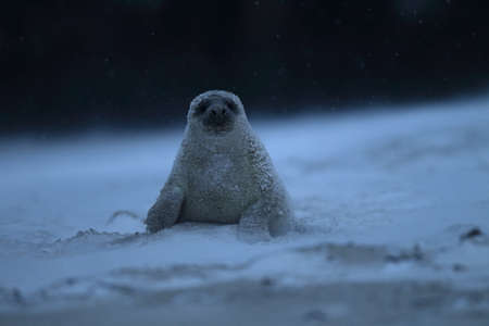 Gray Seal (Halichoerus grypus) pup in winter, snowstorm, Helgolandの写真素材