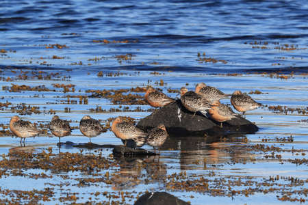 Red Knot (Calidris canutus) in the natural habitat, Icelandの写真素材