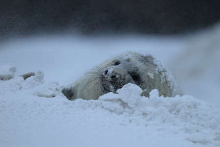 Gray Seal (Halichoerus grypus) pup in winter, snowstorm, Helgolandの写真素材