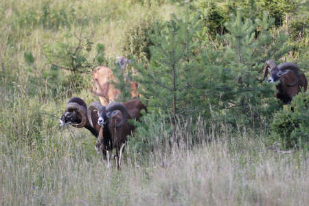 Big european mouflon (Ovis orientalis) on the grassland wild animal in the nature habitat,...