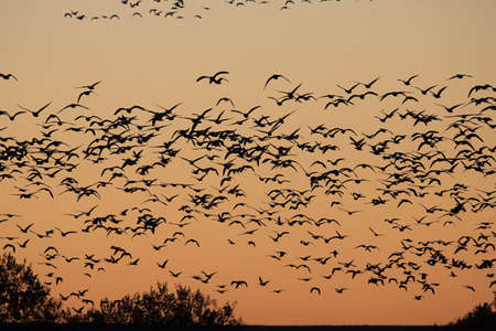 Snow geese Bosque del Apache in the winter, New Mexico USA