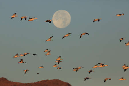 Snow geese Bosque del Apache in the winter, New Mexico USAの写真素材