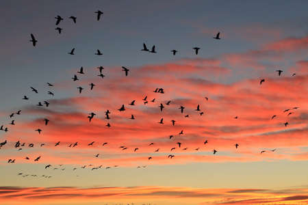 Snow geese Bosque del Apache in the winter, New Mexico USA