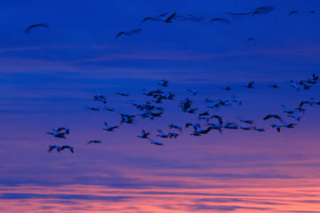Snow geese Bosque del Apache in the winter, New Mexico USAの写真素材