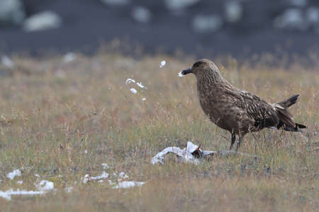 Great Skua (Stercorarius skua) feeding on dead Arctic tern Icelandの写真素材