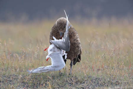 Great Skua (Stercorarius skua) feeding on dead Arctic tern Icelandの写真素材