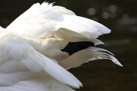 trumpeter swan (Cygnus buccinator)の写真素材
