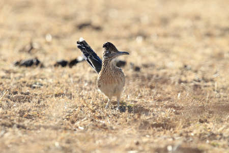 Roadrunner Bosque del Apache wildlife refuge in New Mexico.