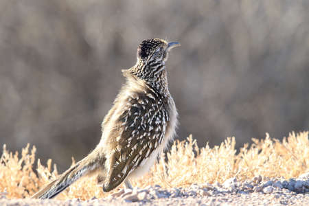 Roadrunner Bosque del Apache wildlife refuge in New Mexico.の写真素材