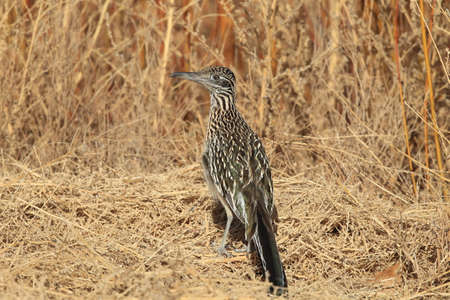 Roadrunner Bosque del Apache wildlife refuge in New Mexico.の写真素材