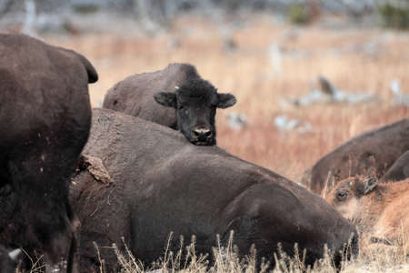 American bison, Buffalo, Yellowstone National Park