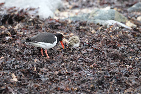 Eurasian oystercatcher (Haematopus ostralegus) Norwayの写真素材