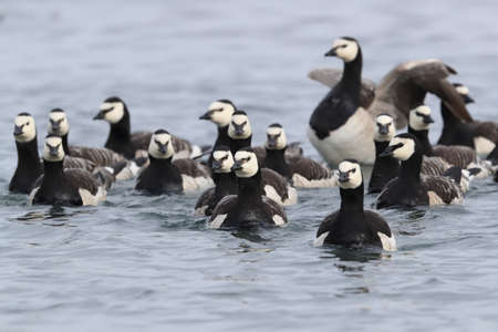 Barnacle geese swimming on Joekulsarlon Glacier Lagoon
