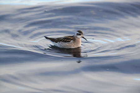 red-necked phalarope (Phalaropus lobatus)の写真素材