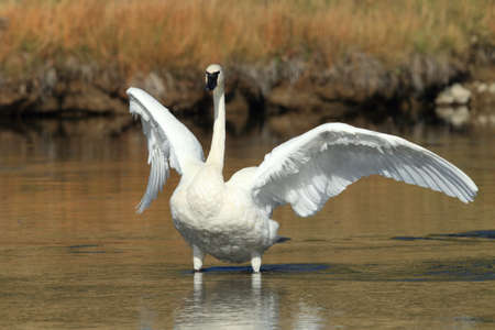 trumpeter swan (Cygnus buccinator)の写真素材
