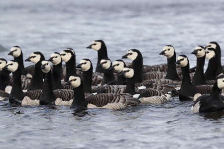 Barnacle geese swimming on Joekulsarlon Glacier Lagoonの写真素材