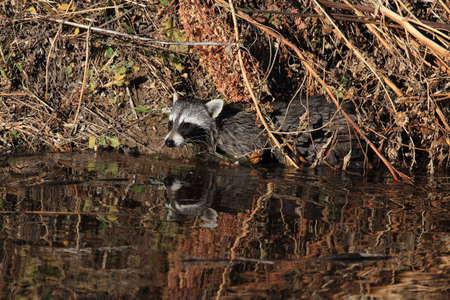 Common Raccoon in New Mexico, USAの写真素材