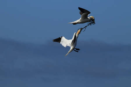 Northern Gannet (Morus bassanus) Heligolandの写真素材