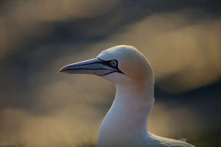 Northern Gannet (Morus bassanus) Germanyの写真素材
