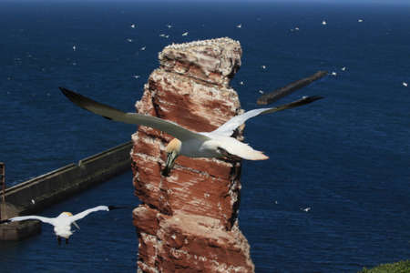 Northern Gannet (Morus bassanus) Heligolandの写真素材