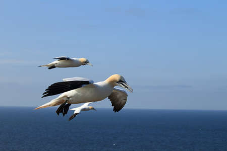 Northern Gannet (Morus bassanus) Heligolandの写真素材