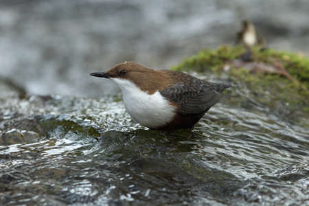White-Throated Dipper (Cinclus cinclus) Germany