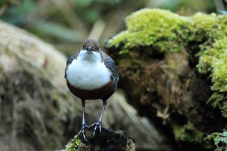 White-Throated Dipper (Cinclus cinclus) Germany