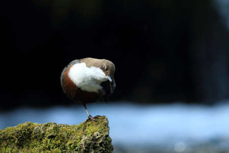 White-Throated Dipper (Cinclus cinclus) Germany