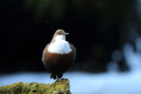 White-Throated Dipper (Cinclus cinclus) Germany