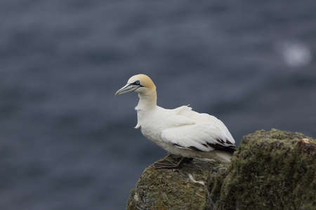 Northern Gannet (Morus bassanus) island Runde, Norwayの写真素材