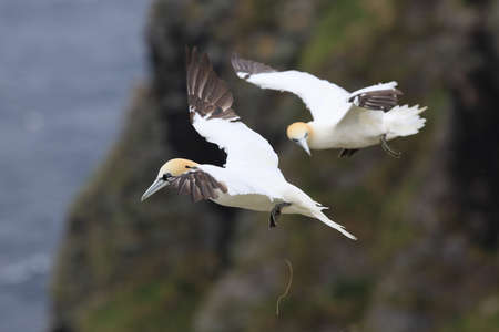 Northern Gannet (Morus bassanus) island Runde, Norwayの写真素材
