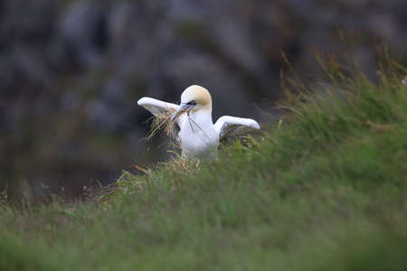 Northern Gannet (Morus bassanus) island Runde, Norwayの写真素材